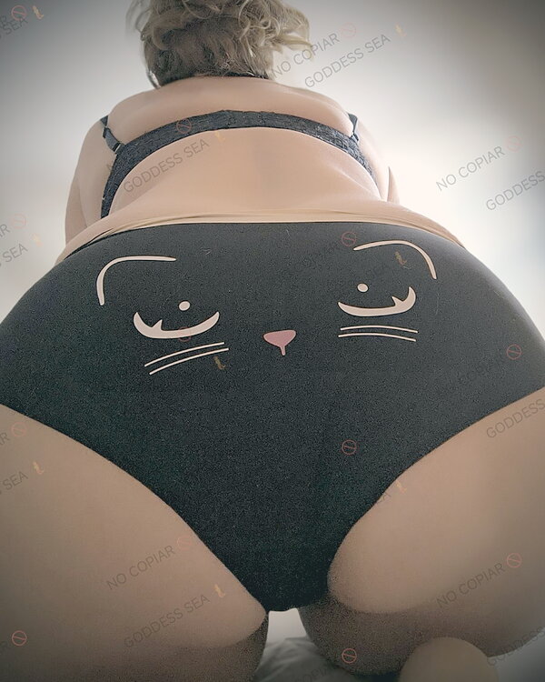 Braga gatito